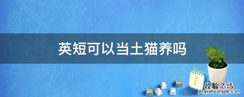 英短可以当土猫养吗 英短能当土猫养吗