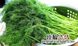 茴香菜是什么科 茴香菜是什么