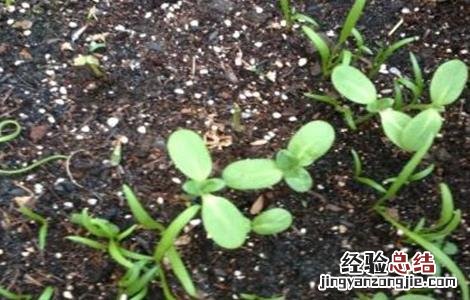 菠菜死苗原因及防治方法 菠菜死苗是什么原因