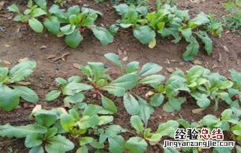 菠菜死苗原因及防治方法 菠菜死苗是什么原因