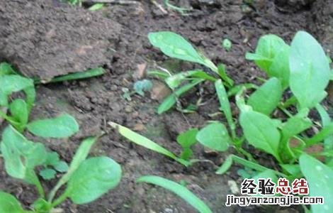 菠菜死苗原因及防治方法 菠菜死苗是什么原因