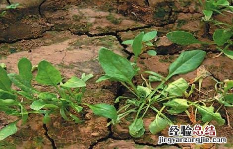 菠菜死苗原因及防治方法 菠菜死苗是什么原因
