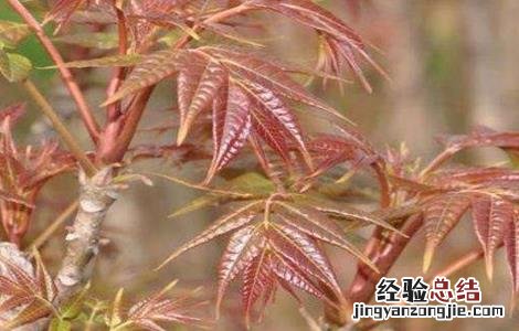 香椿的苗期管理要点 香椿的苗期管理要点是什么
