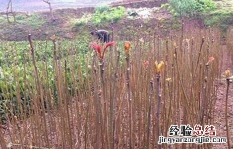 香椿的苗期管理要点 香椿的苗期管理要点是什么