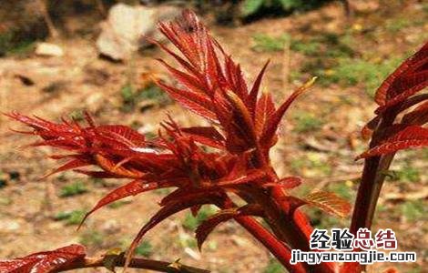 香椿的苗期管理要点 香椿的苗期管理要点是什么