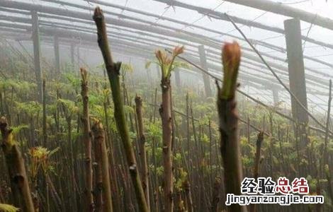 香椿的苗期管理要点 香椿的苗期管理要点是什么