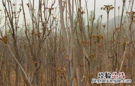 香椿的苗期管理要点 香椿的苗期管理要点是什么
