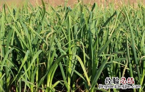 蒜薹的种植技术和管理 蒜薹的种植技术