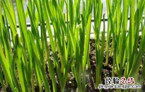 蒜薹的种植技术和管理 蒜薹的种植技术