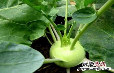 苤蓝种植方法 苤蓝种植的田间管理技术