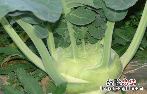 苤蓝种植方法 苤蓝种植的田间管理技术