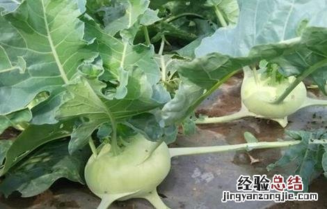 苤蓝种植方法 苤蓝种植的田间管理技术