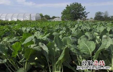 苤蓝种植方法 苤蓝种植的田间管理技术