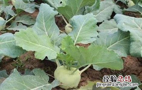 苤蓝种植方法 苤蓝种植的田间管理技术