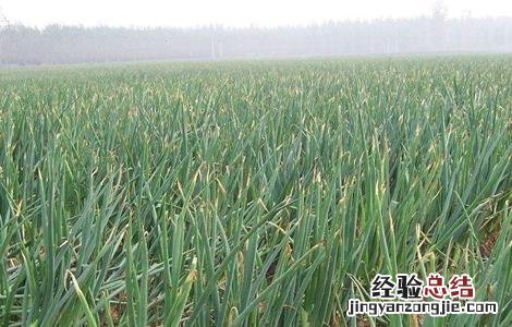 怎样提高大葱的産量视频 怎样提高大葱的産量