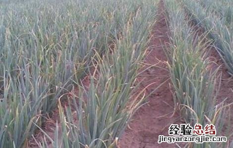 怎样提高大葱的産量视频 怎样提高大葱的産量