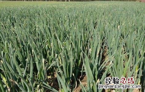 怎样提高大葱的産量视频 怎样提高大葱的産量