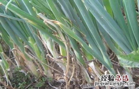 怎样提高大葱的産量视频 怎样提高大葱的産量
