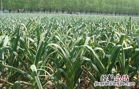 大蒜春季水肥管理措施有哪些 大蒜春季水肥管理措施