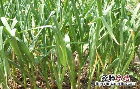 大蒜春季水肥管理措施有哪些 大蒜春季水肥管理措施