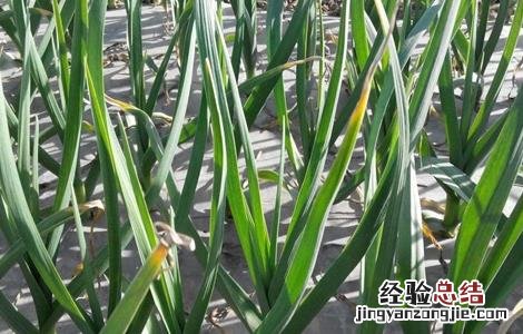 大蒜春季水肥管理措施有哪些 大蒜春季水肥管理措施