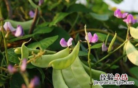 扁豆的管理方法 扁豆的田间管理要点