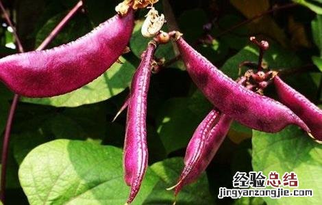 扁豆的管理方法 扁豆的田间管理要点