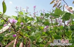 扁豆的管理方法 扁豆的田间管理要点