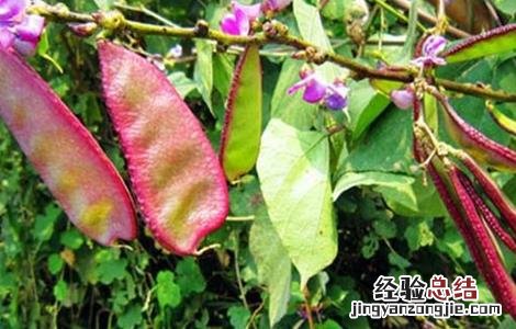 扁豆的管理方法 扁豆的田间管理要点