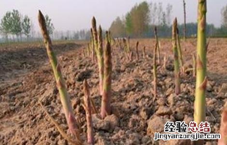 芦笋育苗技术要点是什么 芦笋育苗技术要点