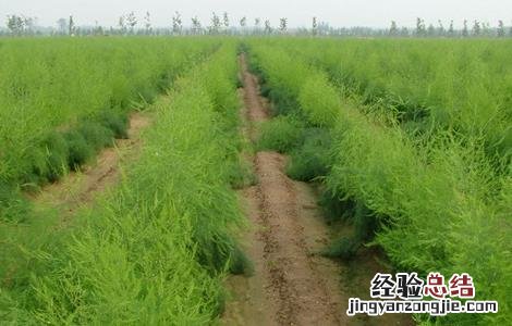 芦笋育苗技术要点是什么 芦笋育苗技术要点