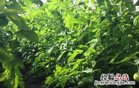 番茄肥害症状及防治措施 番茄肥害症状及防治措施有哪些