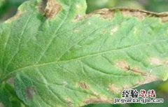 番茄肥害症状及防治措施 番茄肥害症状及防治措施有哪些