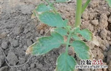 番茄肥害症状及防治措施 番茄肥害症状及防治措施有哪些