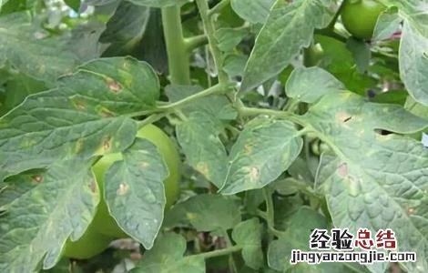 番茄肥害症状及防治措施 番茄肥害症状及防治措施有哪些