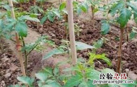 番茄肥害症状及防治措施 番茄肥害症状及防治措施有哪些