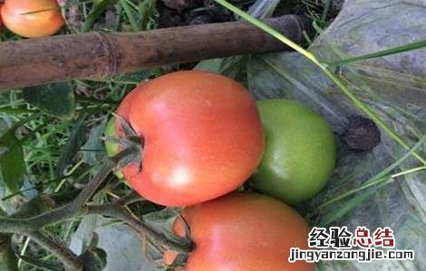 番茄转色不良怎么补救 番茄转色不良原因及防治方法