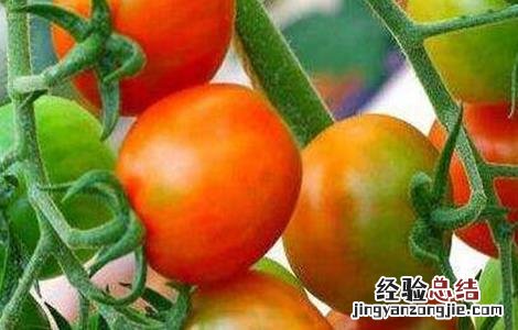 番茄转色不良怎么补救 番茄转色不良原因及防治方法