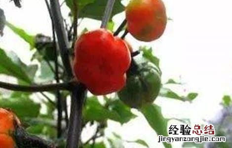 番茄转色不良怎么补救 番茄转色不良原因及防治方法
