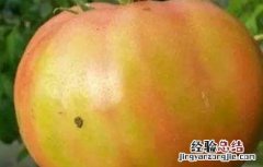 番茄转色不良怎么补救 番茄转色不良原因及防治方法