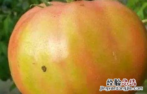 番茄转色不良怎么补救 番茄转色不良原因及防治方法