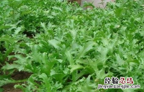 苦菊的田间管理技术 苦菊的栽培管理技术