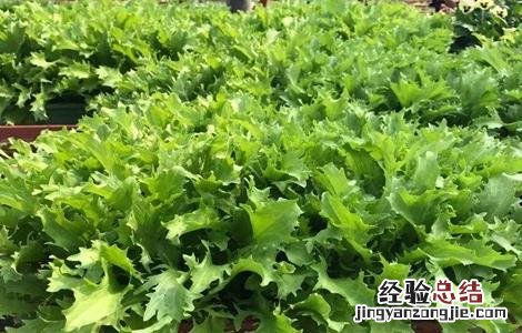 苦菊的田间管理技术 苦菊的栽培管理技术