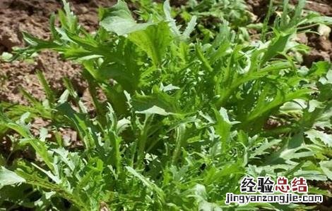 苦菊的田间管理技术 苦菊的栽培管理技术