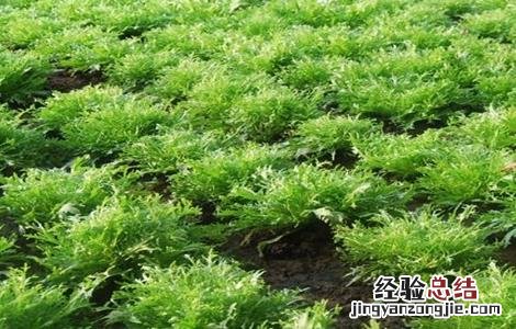 苦菊的田间管理技术 苦菊的栽培管理技术