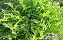 苦菊的田间管理技术 苦菊的栽培管理技术