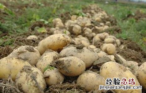 土豆水肥管理要点 土豆水肥管理要点和措施