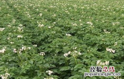 土豆水肥管理要点 土豆水肥管理要点和措施