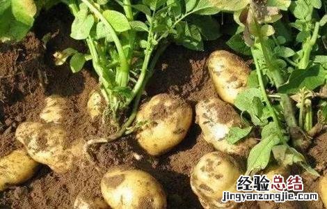 土豆水肥管理要点 土豆水肥管理要点和措施
