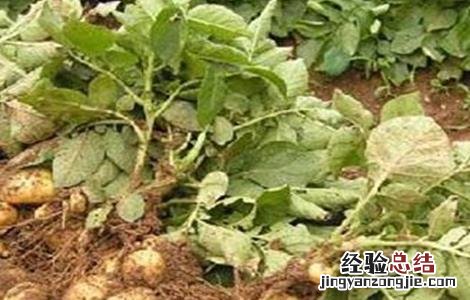 土豆水肥管理要点 土豆水肥管理要点和措施